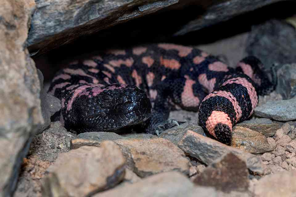 GLP-1 und Gila-Monster-Gift: Toxine und Diabetes-Behandlungen featured image