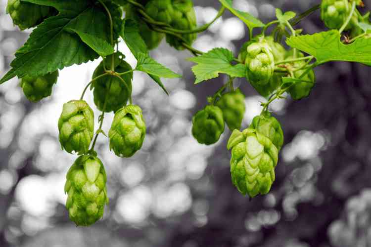 Beautiful view of The Connection Between Glp-1 And Mindful Eating For Anxiety